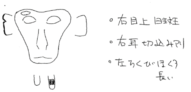 似顔絵の見本