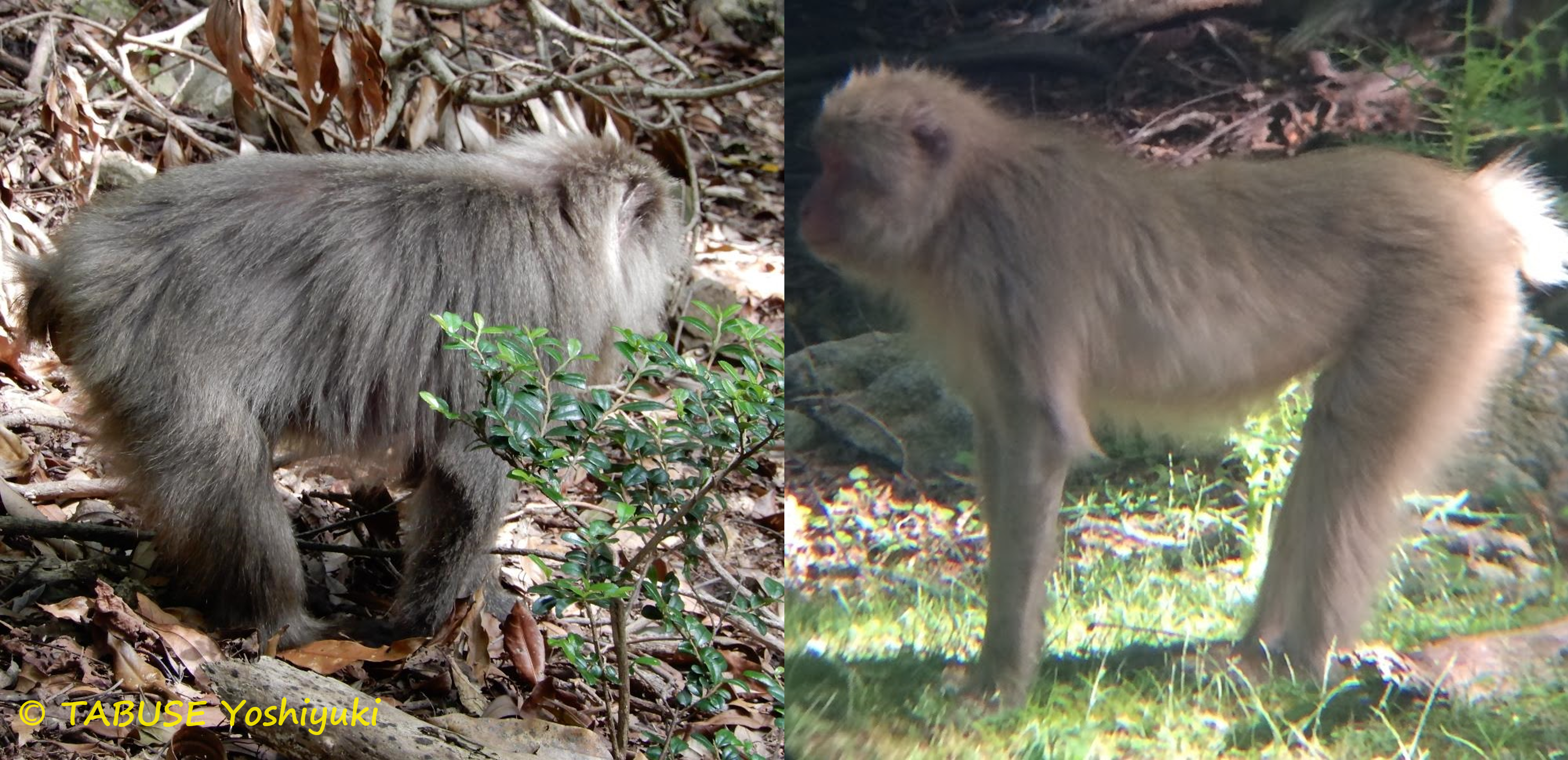体型の種間比較<br>ヤクシマザル(左)はホンドザル(右)と比較して胴長が長く、手足が短い、ずんぐりむっくりな体型をしている。